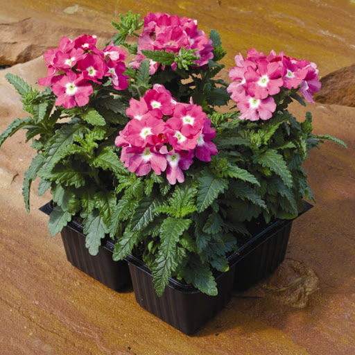 Превью изображения