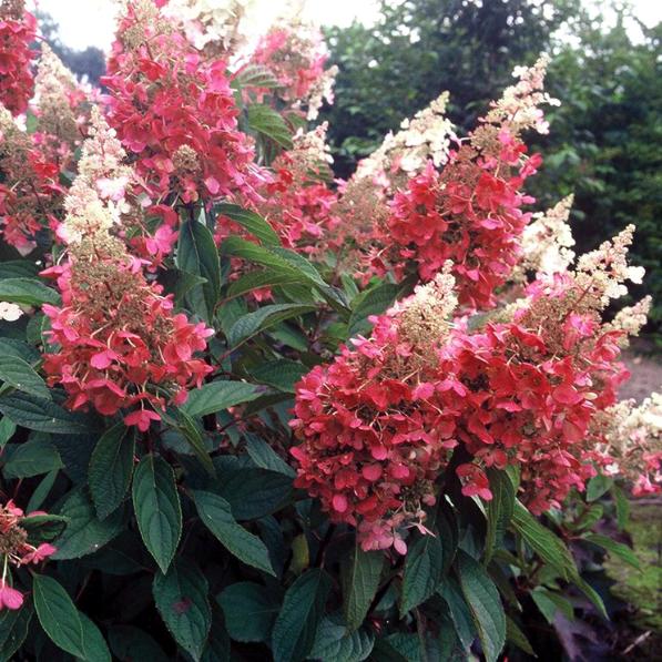 Превью изображения