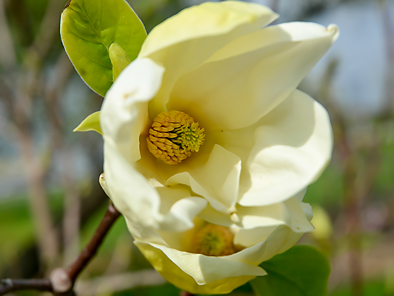 Превью изображения