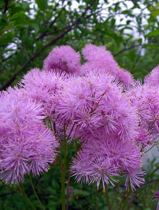 Превью изображения