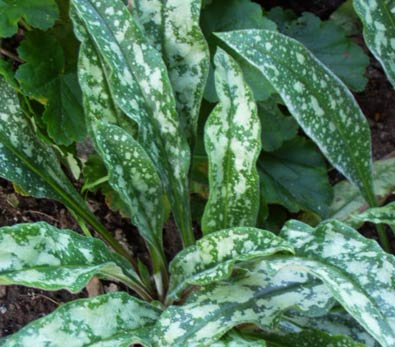 Превью изображения