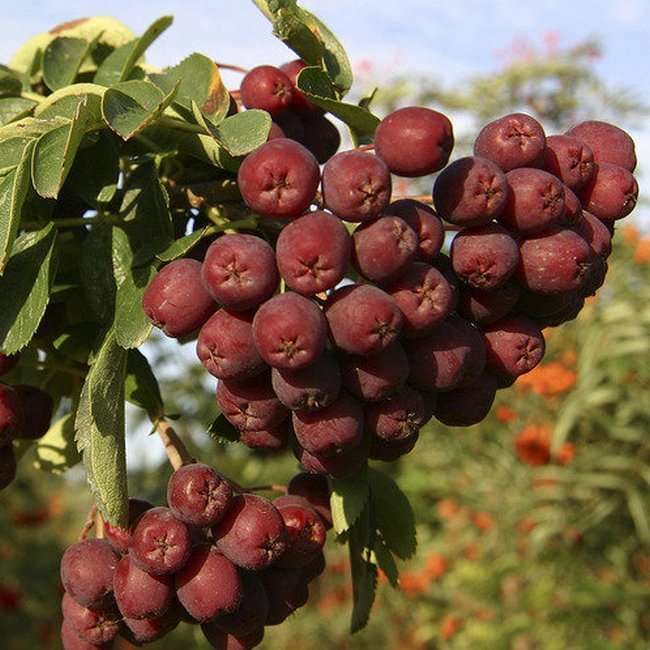 Превью изображения