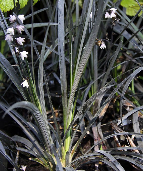 Превью изображения