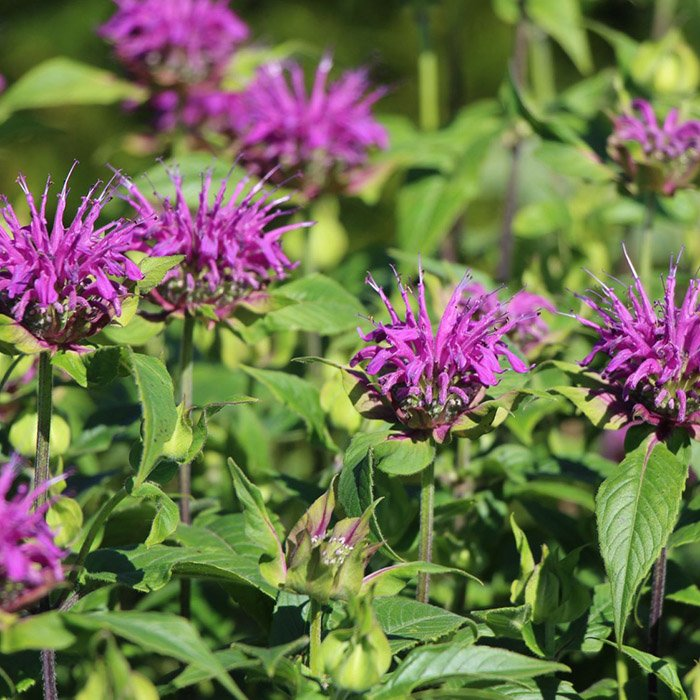 Превью изображения