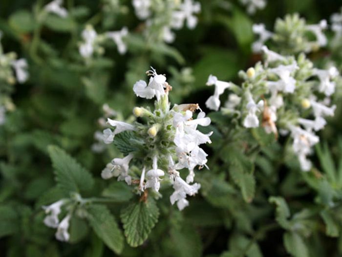 Превью изображения