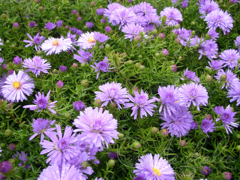 Превью изображения