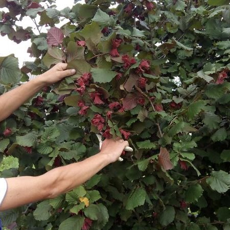 Превью изображения