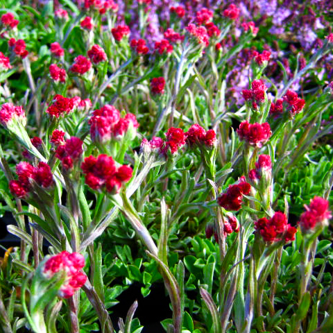 Превью изображения