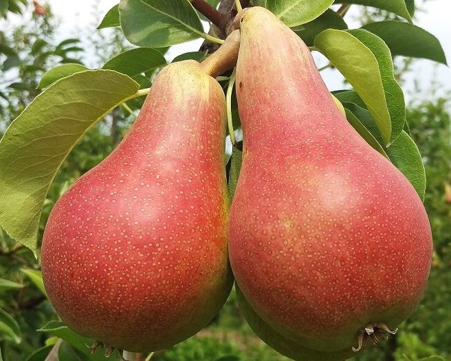 Превью изображения