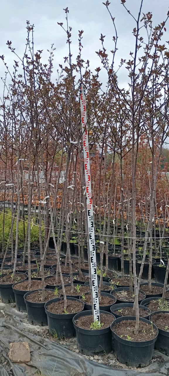 Превью изображения