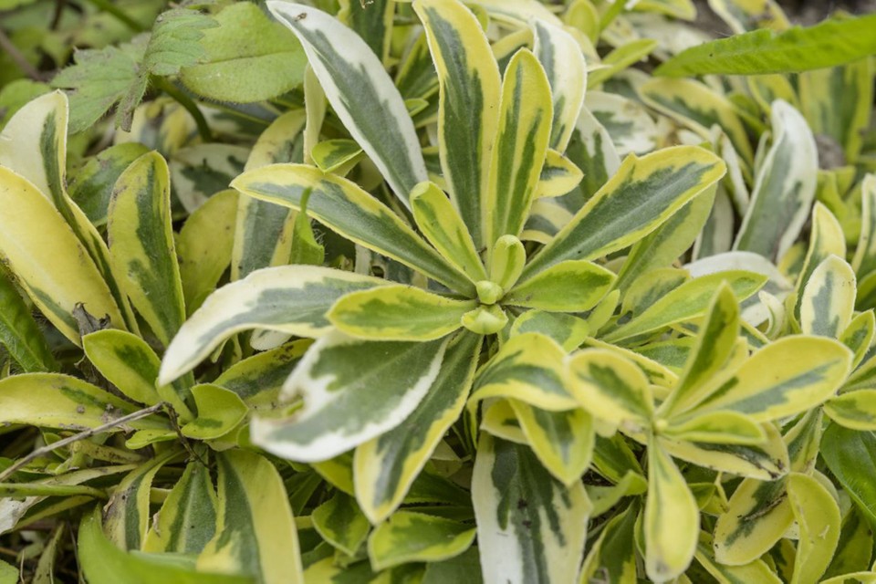 Превью изображения