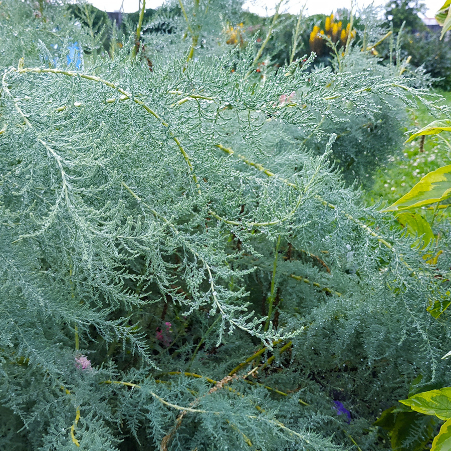 Превью изображения