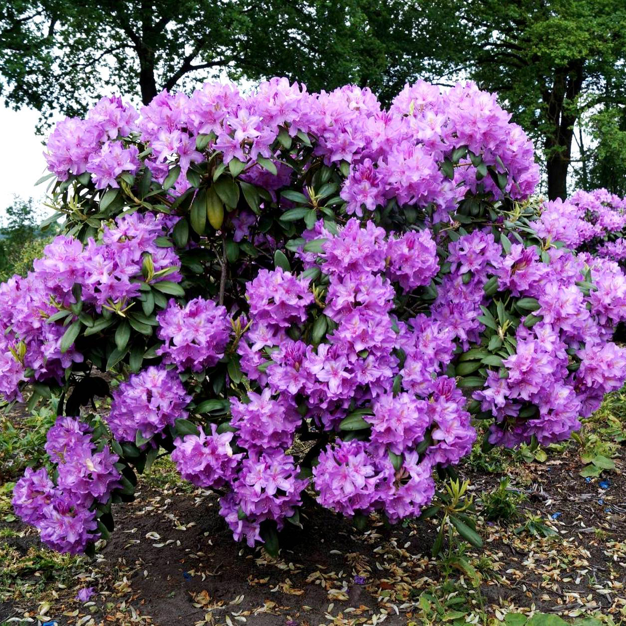 Превью изображения