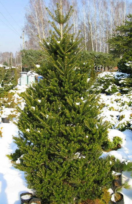 Превью изображения