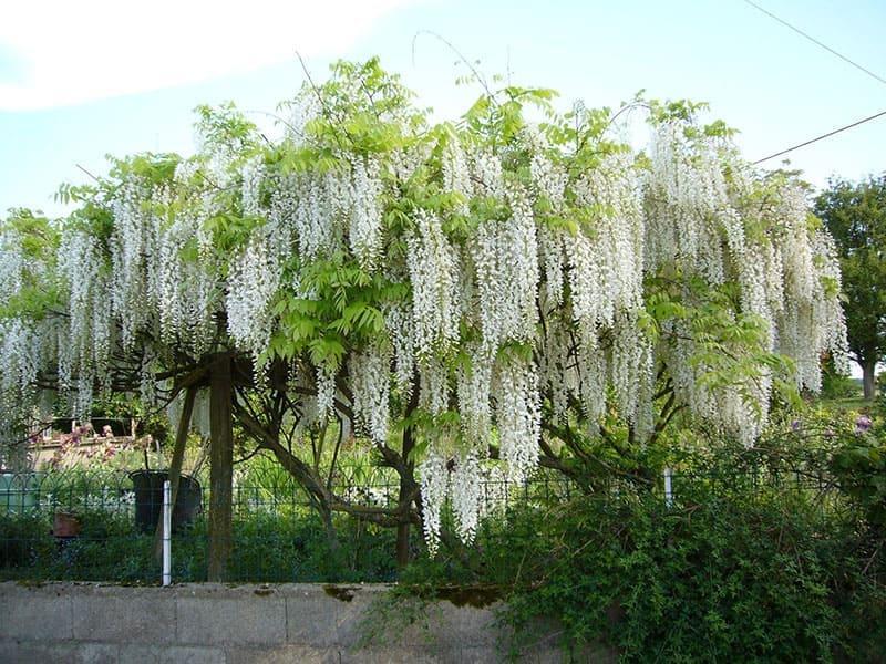 Превью изображения