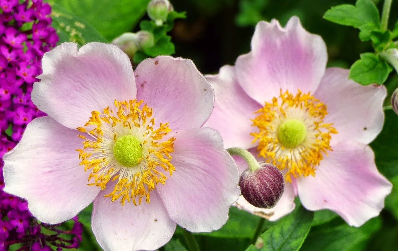 Превью изображения