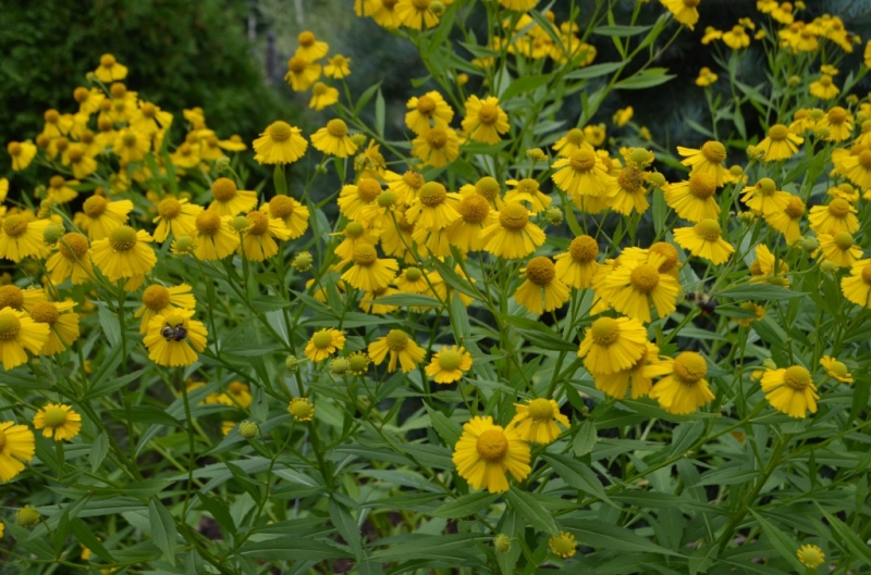 Превью изображения