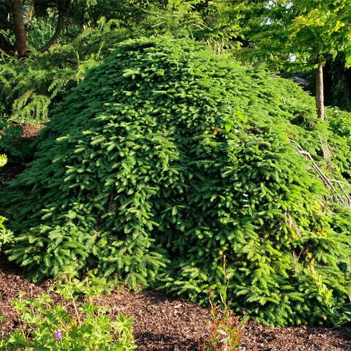 Превью изображения