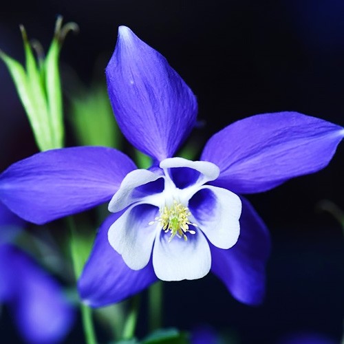 Превью изображения