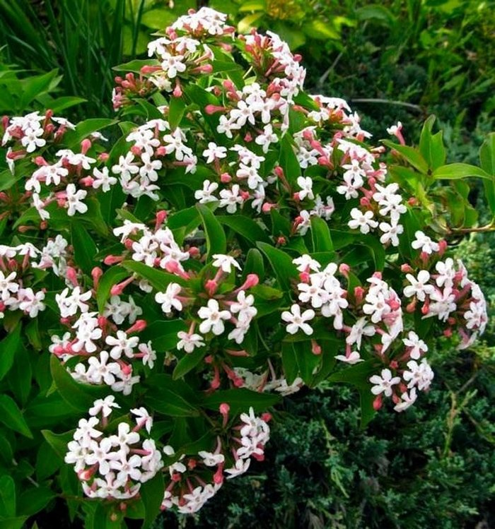 Превью изображения