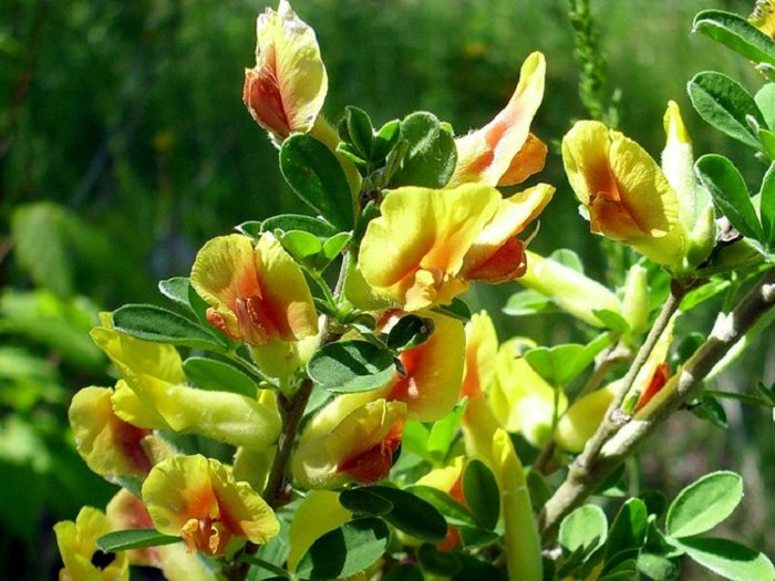 Превью изображения