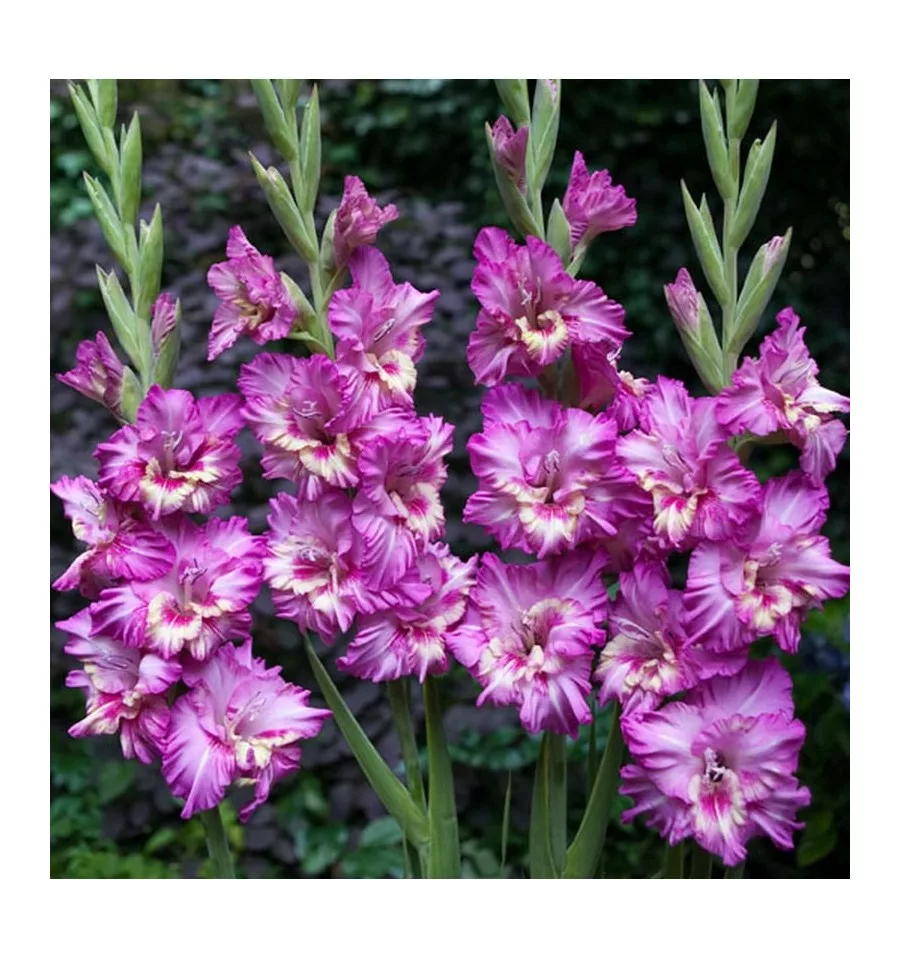 Превью изображения