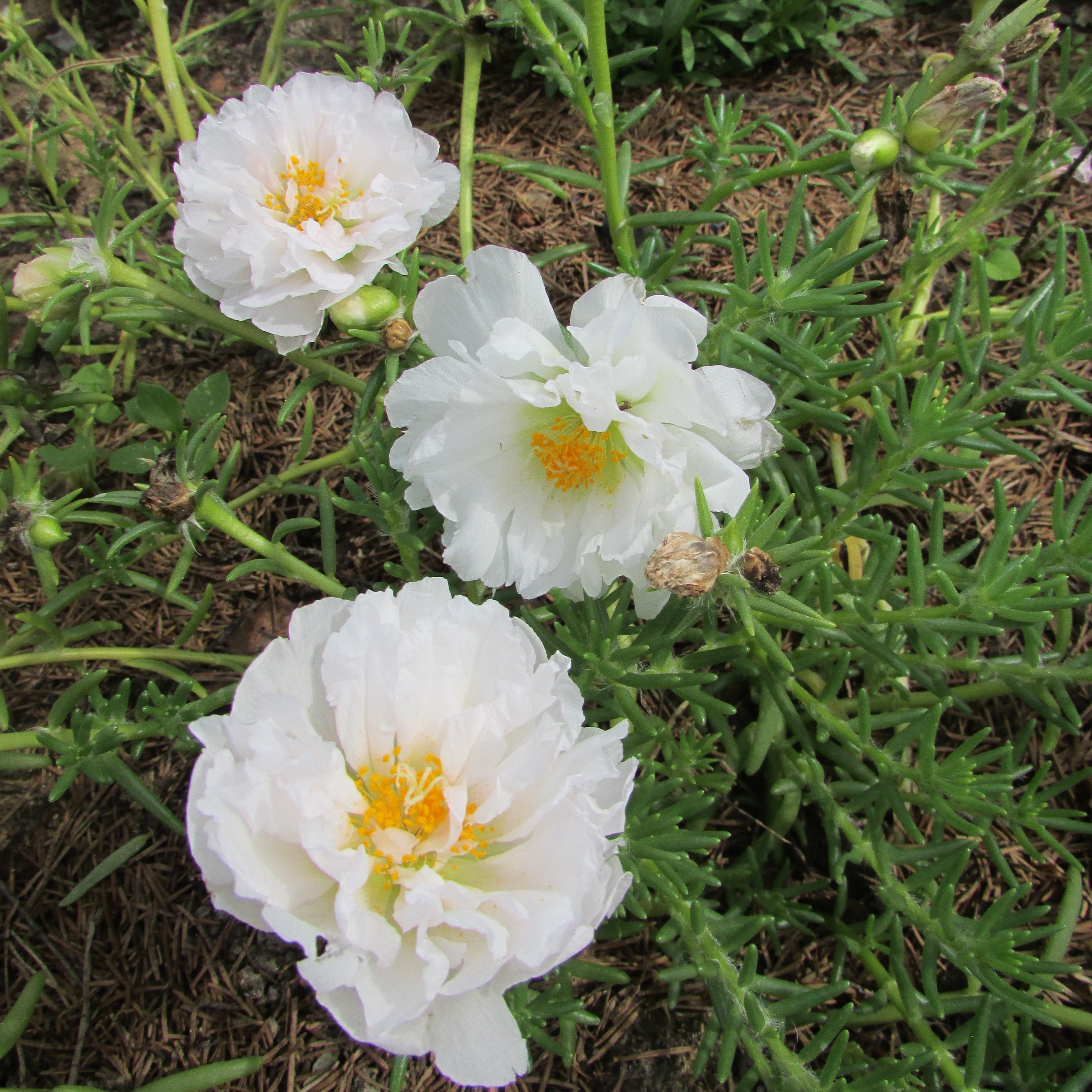 Превью изображения