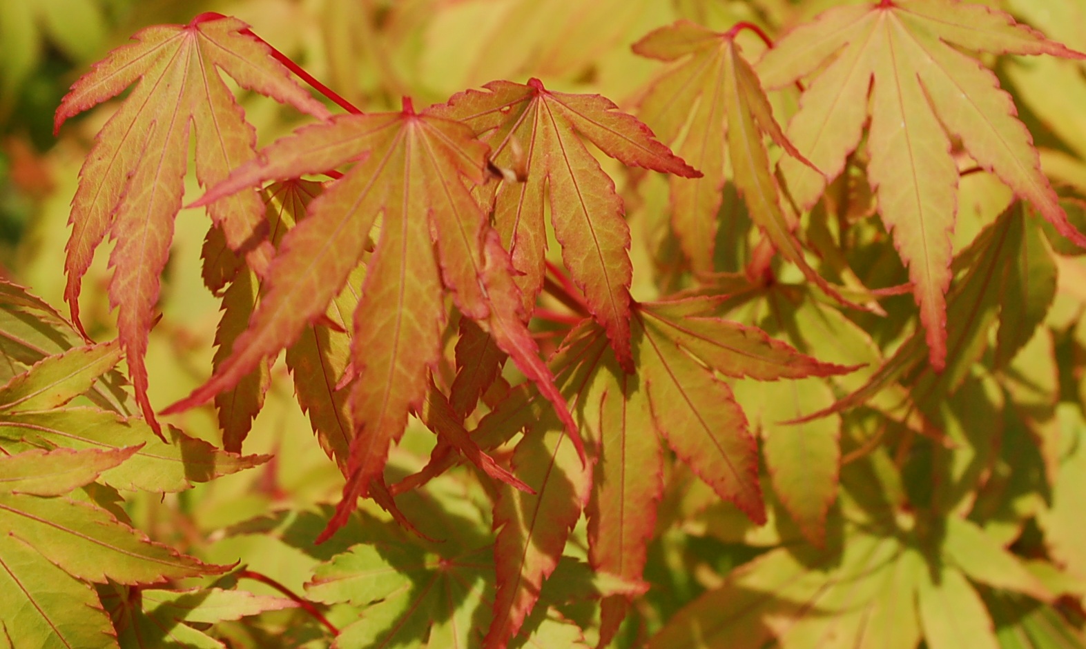 Превью изображения