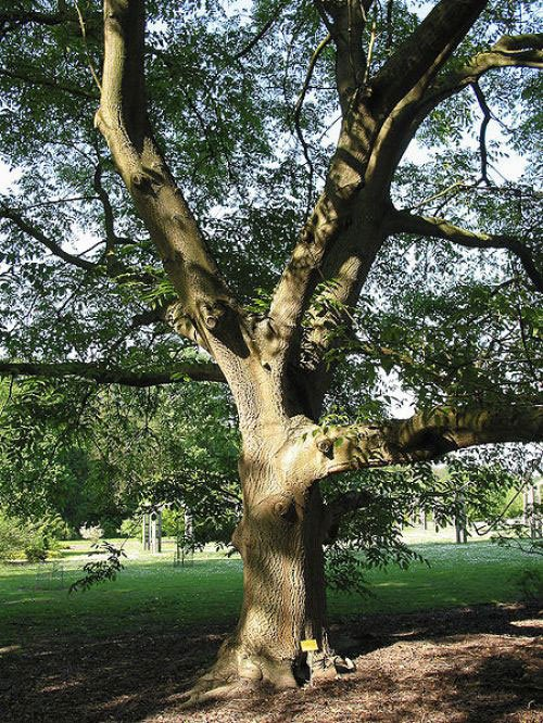 Превью изображения