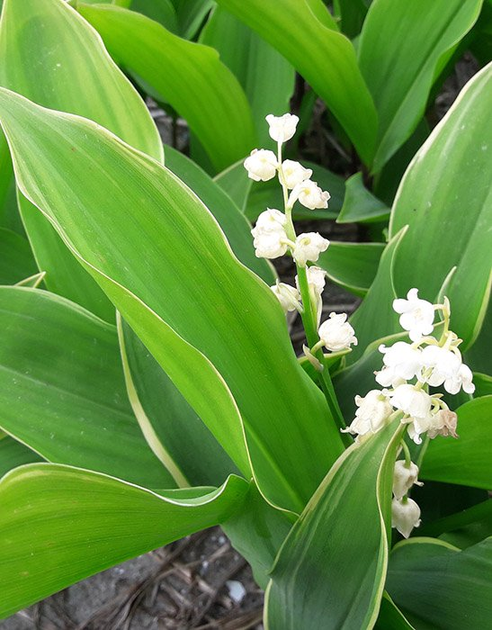 Превью изображения