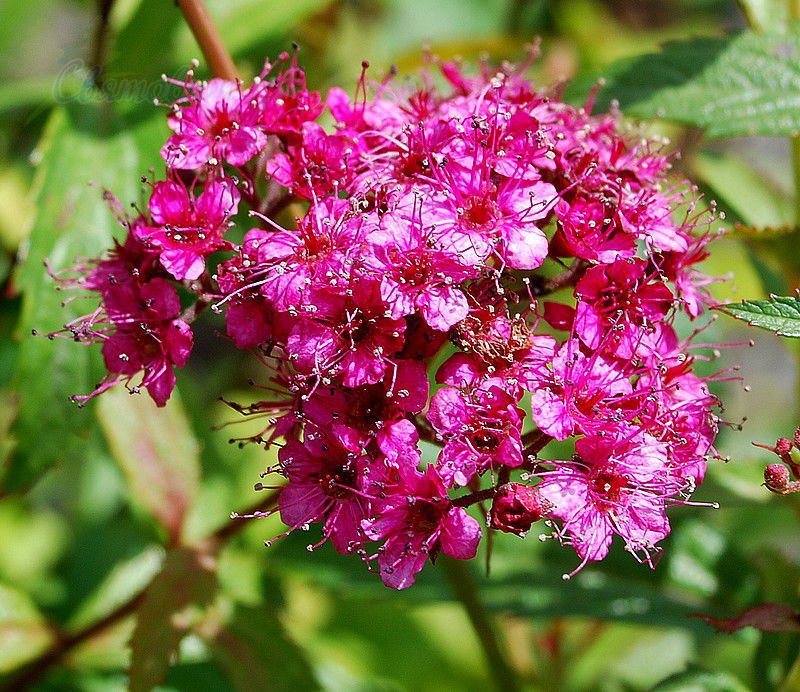 Превью изображения