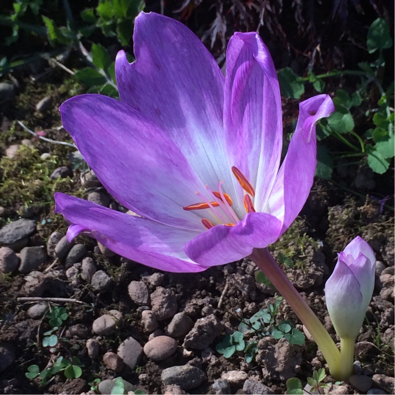 Превью изображения