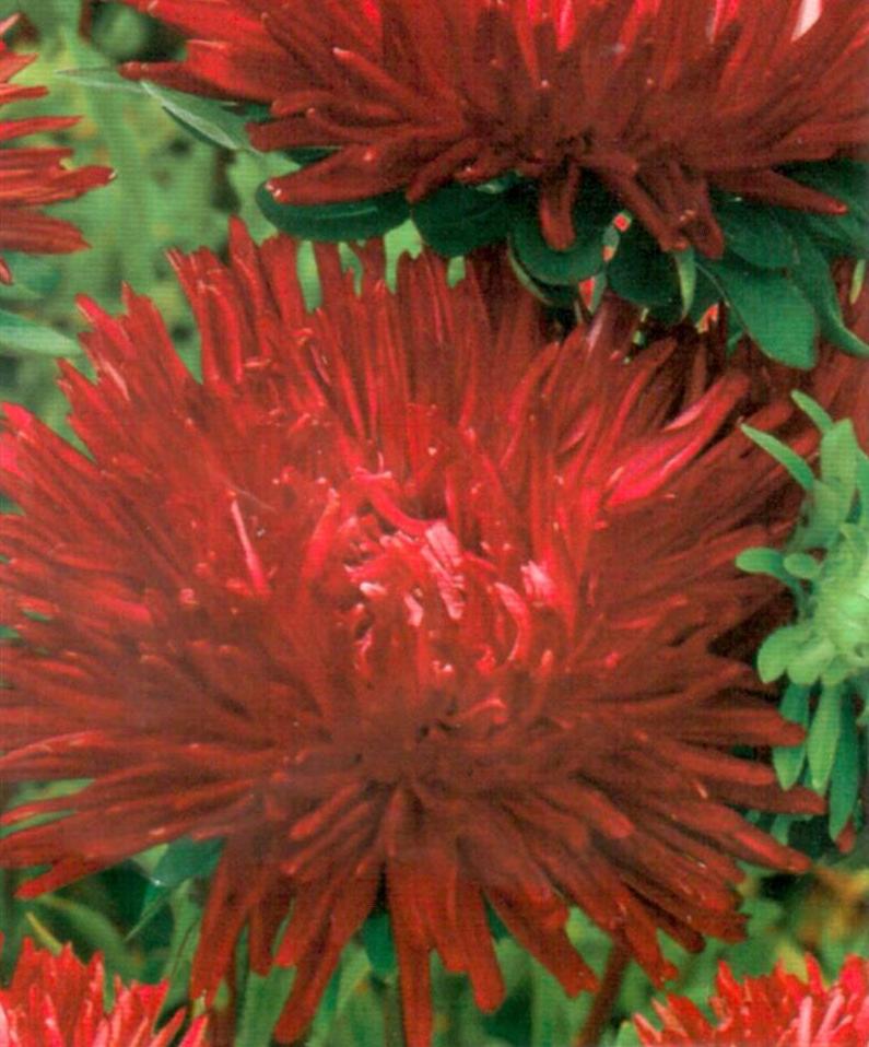 Превью изображения