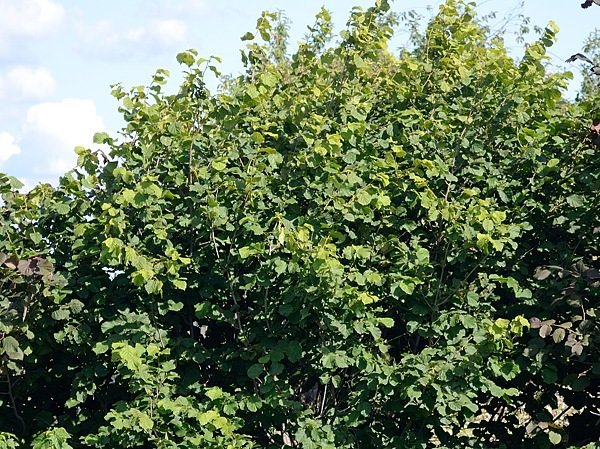 Превью изображения