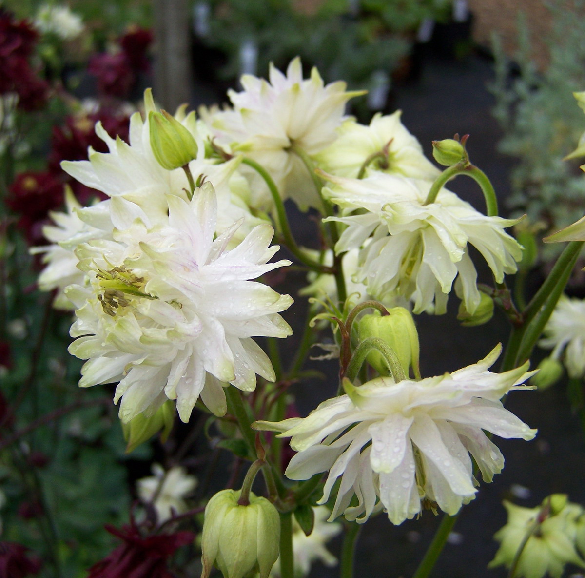 Превью изображения