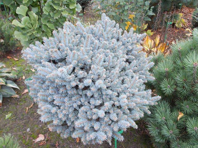 Превью изображения