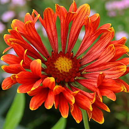 Превью изображения