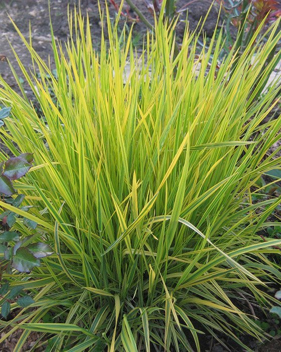 Превью изображения