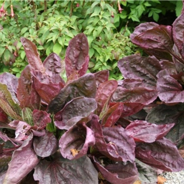 Превью изображения