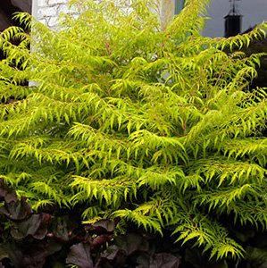 Превью изображения