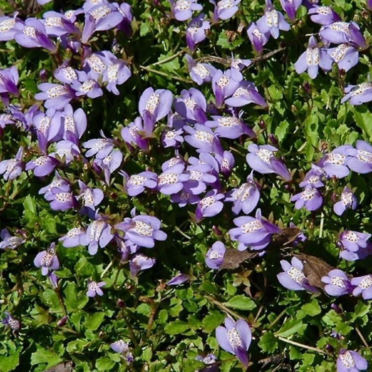 Превью изображения