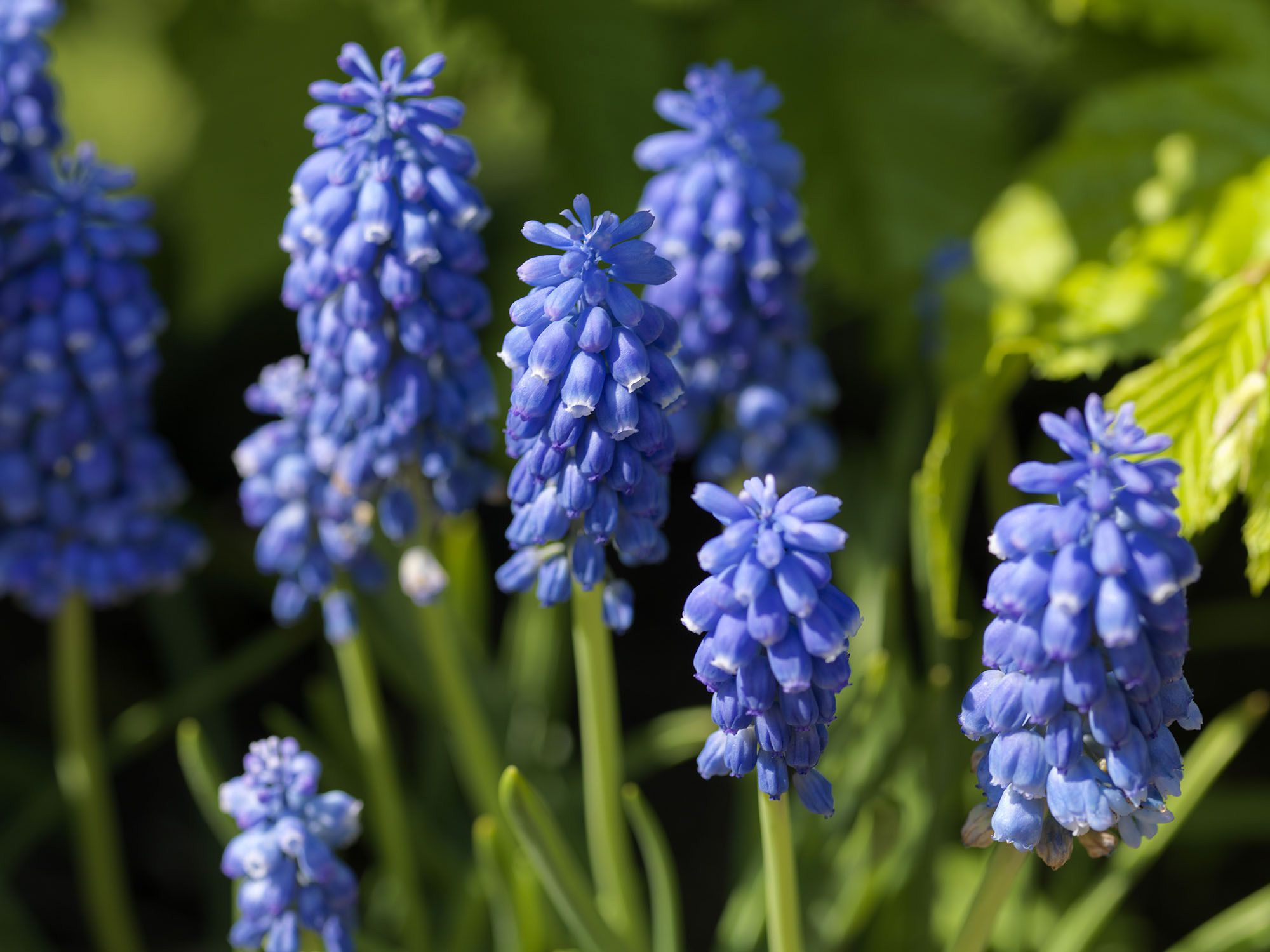 Превью изображения