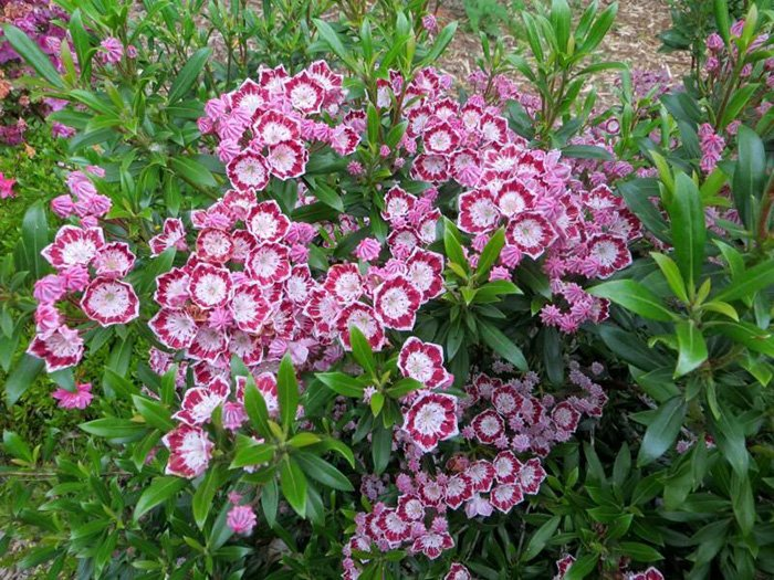 Превью изображения