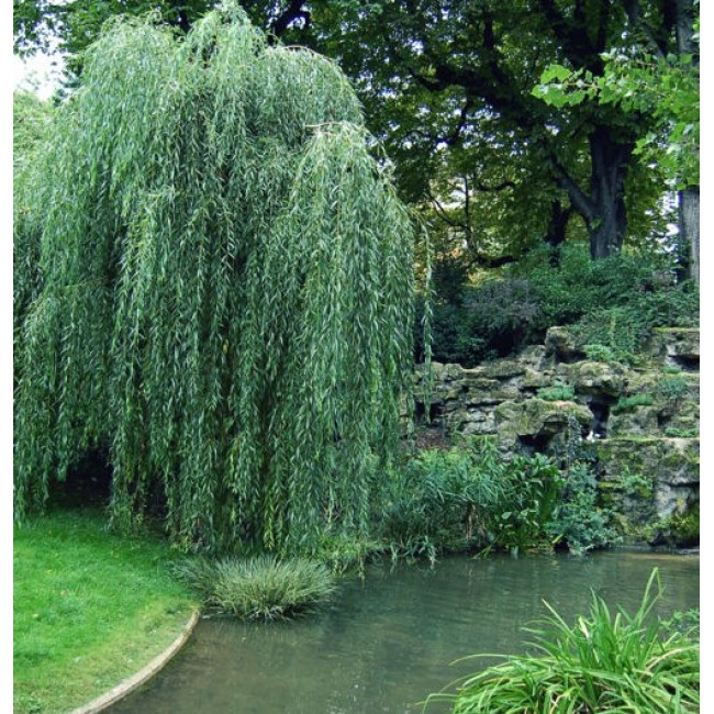 Превью изображения