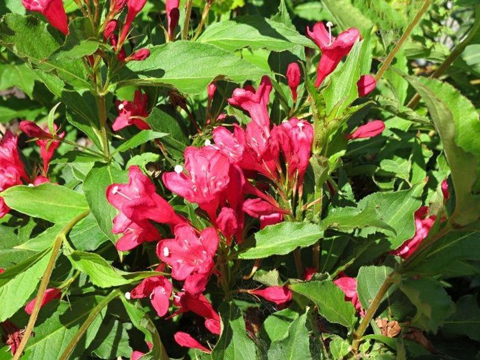 Превью изображения