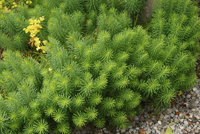 Превью изображения