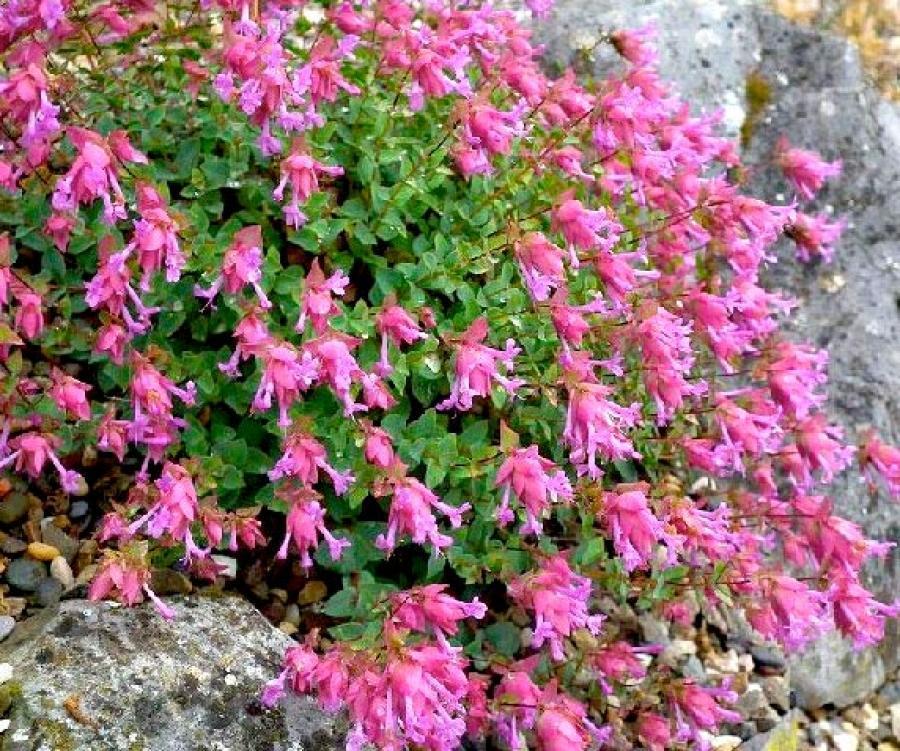 Превью изображения