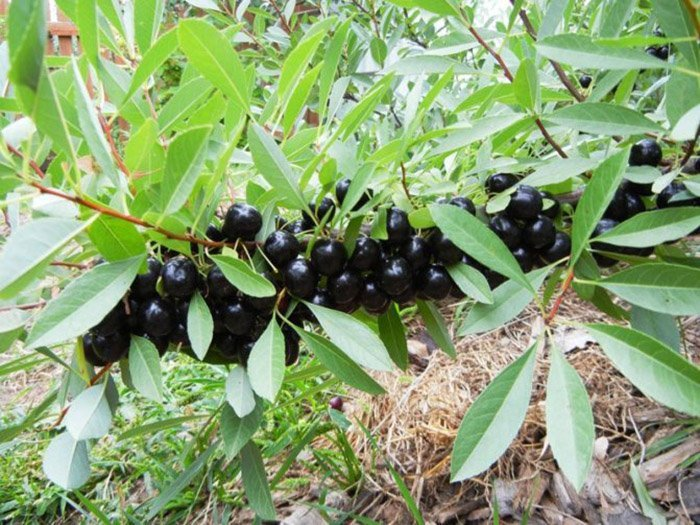 Превью изображения