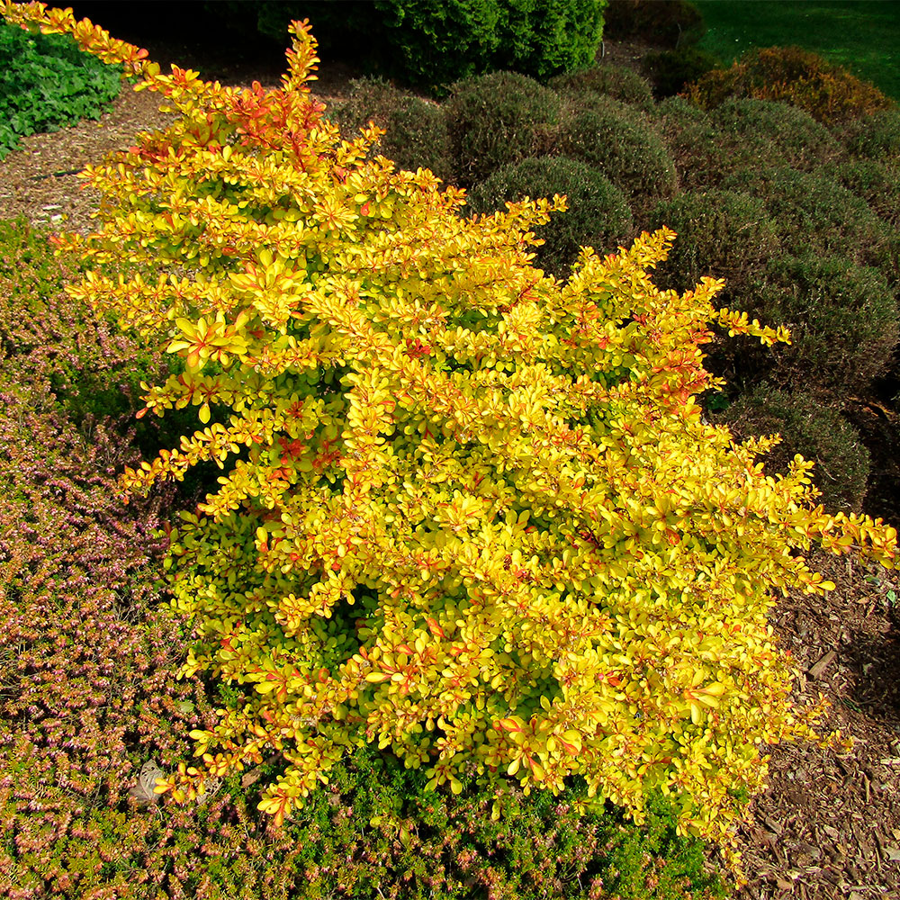 Превью изображения