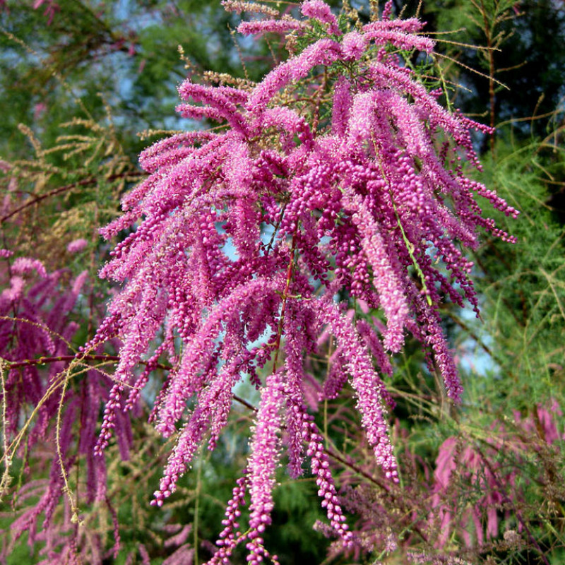 Превью изображения